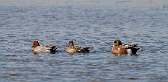 David Plant Photography - Wildlife Photographer - American wigeon male - D